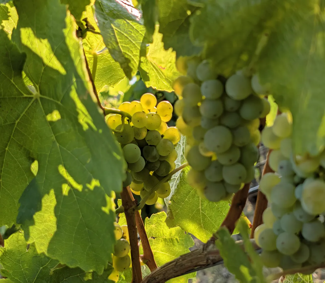 Nahaufnahme von reifenden Weintrauben an einem Weinstock, umrahmt von grünen Weinblättern im warmen Spätnachmittagslicht.
