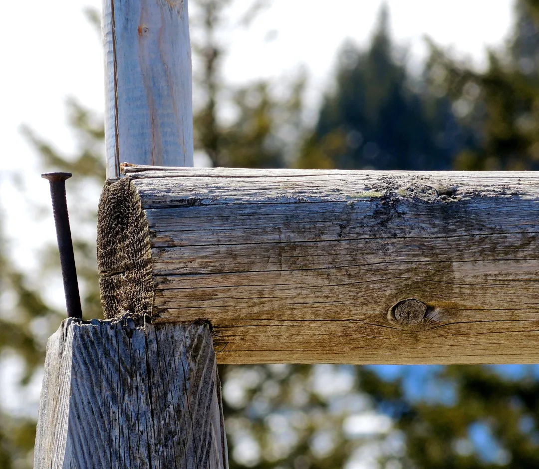 Holzverbindung aus zwei verwitterten Rundbalken mit sichtbarer Maserung und einem großen Eisennagel vor unscharfem Nadelwald