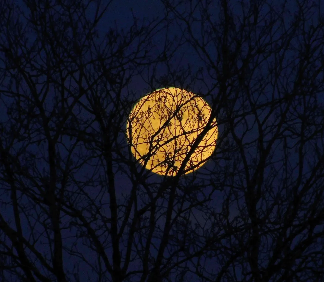 Ein leuchtend goldgelber Vollmond am tiefblauen Nachthimmel, verdeckt und eingerahmt von den dunklen Silhouetten kahler Baumäste.