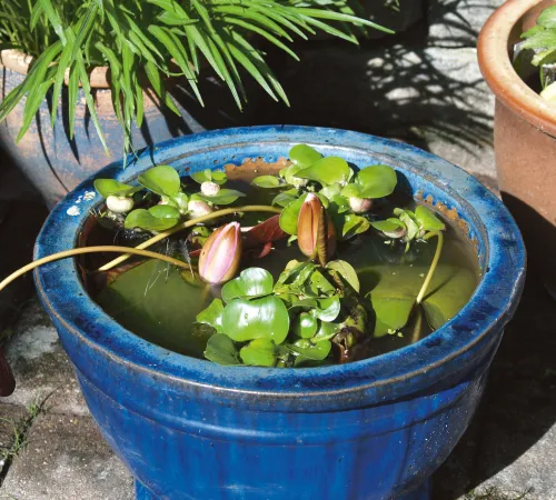 Blauer Miniteich mit Seerosen und Wasserpflanzen auf einer Terrasse
