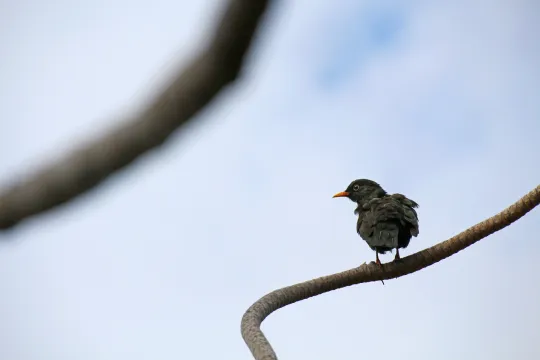 Ein Vogel mit orangem Schnabel sitzt auf einem Ast und blickt nach links