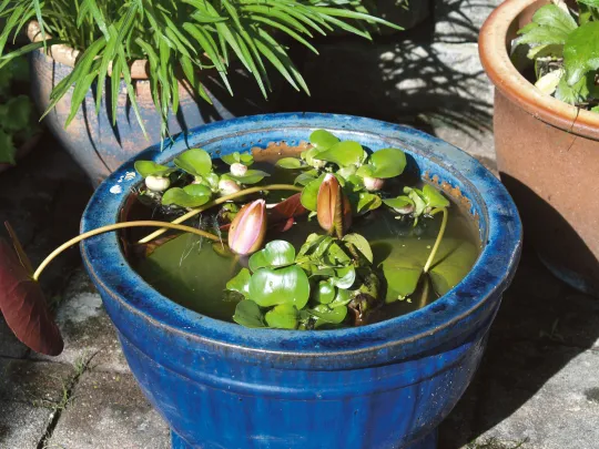 Blauer Miniteich mit Seerosen und Wasserpflanzen auf einer Terrasse