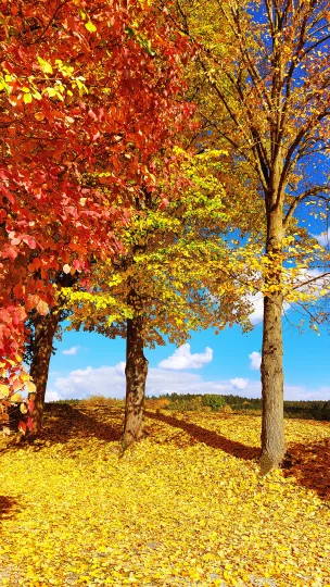 Drei herbstliche Laubbäume mit leuchtend roten und goldgelben Blättern auf einer Kuppe, deren Boden mit gelbem Laub bedeckt ist, unter blauem Himmel mit weißen Wolken.