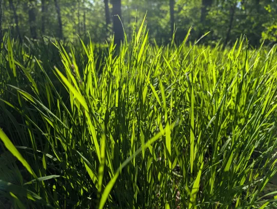 Nahaufnahme von leuchtend grünen Grashalmen auf einer Waldlichtung im hellen Gegenlicht der Sonne, mit einem weich gezeichneten, dunklen Waldhintergrund.