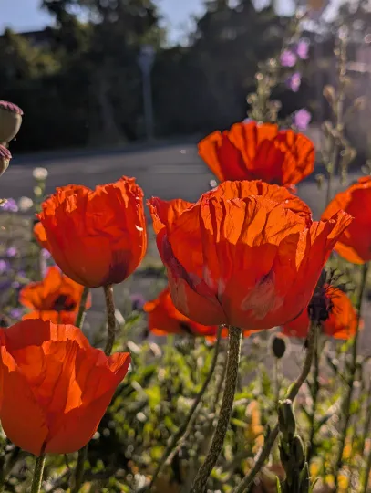 Nahaufnahme von mehreren leuchtend roten Mohnblumen am Straßenrand im warmen Gegenlicht der aufgehenden Sonne. Die Blütenblätter sind transparent vom Licht durchflutet, im Hintergrund ist eine verschwommene Vorstadtstraße mit Bäumen unter blauem Himmel erkennbar.