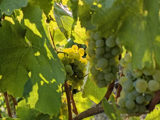 Nahaufnahme von reifenden Weintrauben an einem Weinstock, umrahmt von grünen Weinblättern im warmen Spätnachmittagslicht.