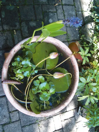 Topf mit Wasserpflanzen und Seerosenknospen auf einem gepflasterten Boden im Garten.