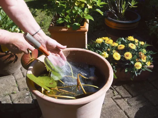 Hände halten einen Wasserschlauch und befüllen einen großen Tontopf der Wasserpflanzen enthält mit Wasser.