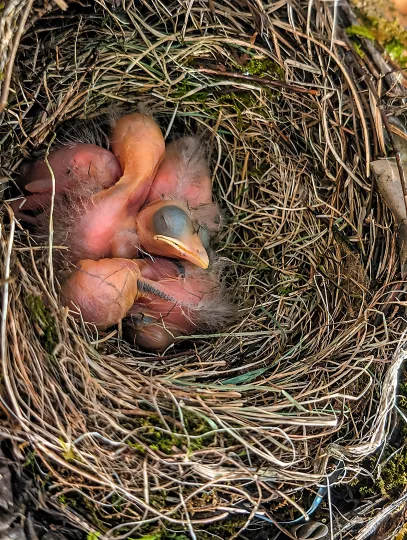 Nahaufnahme eines Vogelnests aus trockenem Gras und Moos, in dem mehrere nackte, rosafarbene Amselküken eng aneinandergekuschelt liegen. Eines der Küken ist im Profil mit geschlossenem Auge erkennbar.