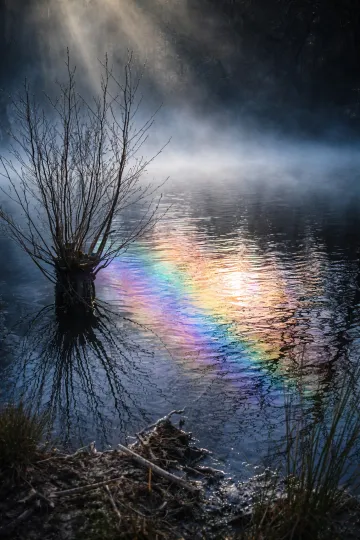 Ein junger Kopfbaum steht im dunklen Wasser eines nebelverhangenen Sees, während ein einzelner Sonnenstrahl durch den Nebel bricht und ein buntes, regenbogenfarbenes Lichtband auf die Wasseroberfläche zaubert.