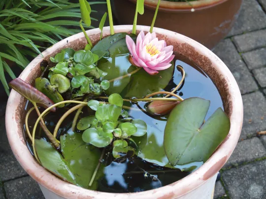 Mini-Teich mit blühender rosafarbener Seerose in einem Tonbottich