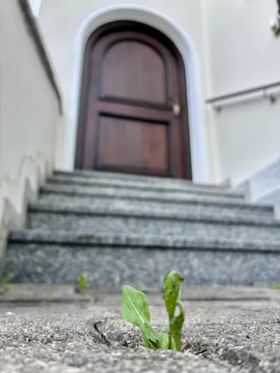 Nahaufnahme einer kleinen grünen Pflanze, die aus einer Fuge im Pflasterboden wächst, unscharf im Hintergrund führen Steinstufen zu einer geschlossenen Holztür.