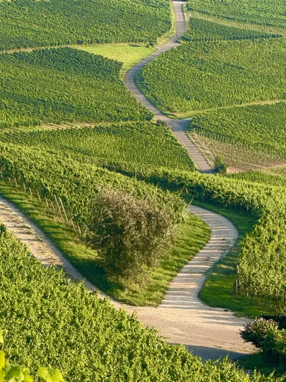 Luftaufnahme von sonnendurchfluteten Weinbergen mit einer markanten Weggabelung im Vordergrund, an der ein Baum steht und sich in geschwungenen Pfaden in die Ferne fortsetzt.