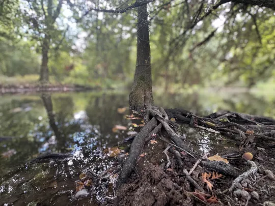Nahaufnahme von Baumwurzeln, die an einem bewaldeten Flussufer in das spiegelnde Wasser ragen, umgeben von einem unscharfen grünen Waldhintergrund.