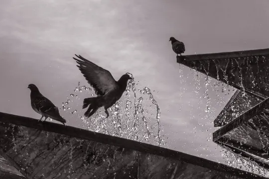 Drei Tauben erfrischen sich an einem Springbrunnen.
