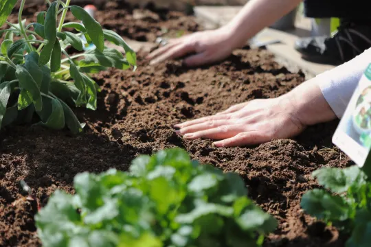 Zwei Hände, die dunkle, frische Erde in einem Gartenbeet festdrücken. Links wächst ein Salbeistrauch, im Vordergrund sind unscharfe grüne Blätter zu sehen. Das Sonnenlicht fällt auf die Szene.