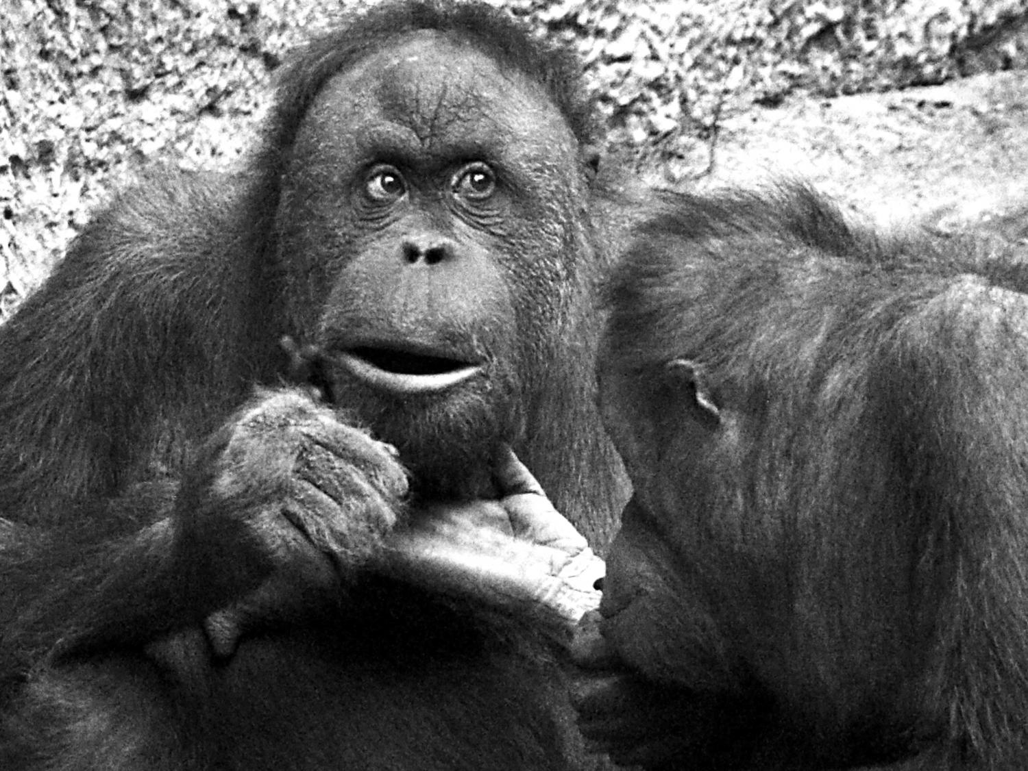 Affen (Orang Utans): Schau mir in die Augen, Großer! (sw