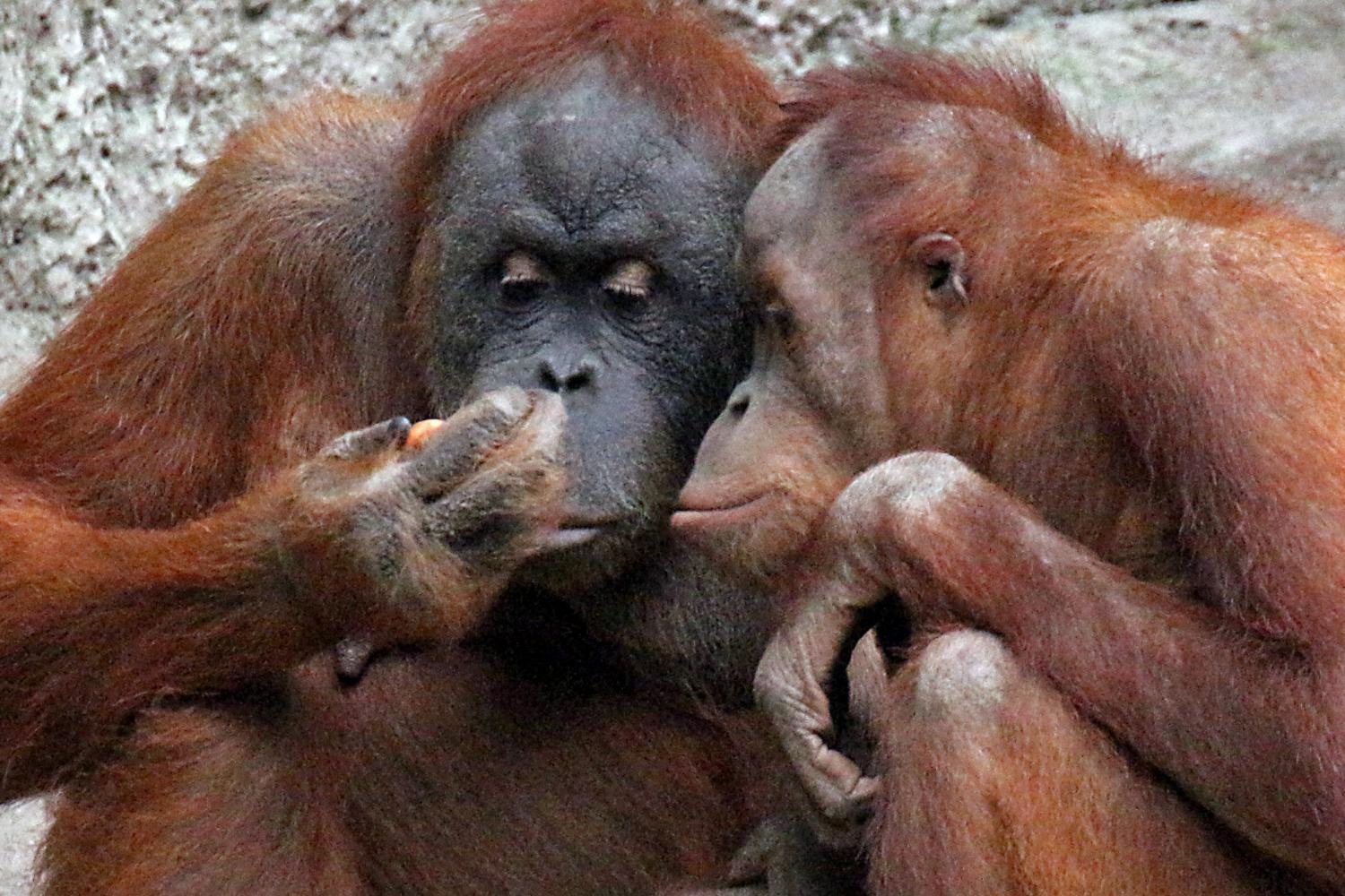 Affen (Orang Utans): Fressen oder nicht fressen? | Pfarrbriefservice.de